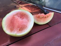 Cut Abla watermelon photographed on the hood of a farm truck.