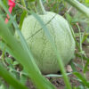 Abla2 Abla watermelon photographed on the vine.