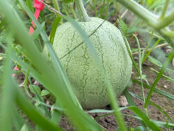 Abla watermelon photographed on the vine.