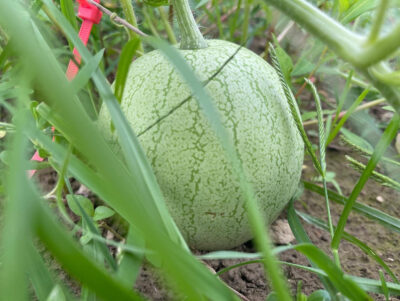 Abla2 Abla watermelon photographed on the vine.