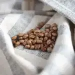 Seeds of the Logan County Greasy Cut-short bean photographed on a washcloth.
