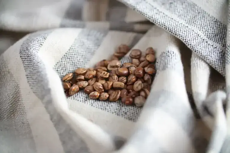Greasy Cut Short Bean Seeds, Logan County Seeds of the Logan County Greasy Cut Short bean photographed on a washcloth.
