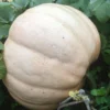 Ovabuku1 Large pale Ovabuku Round winter squash among green leaves