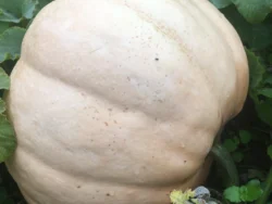 Ovabuku1 Large pale Ovabuku Round winter squash among green leaves