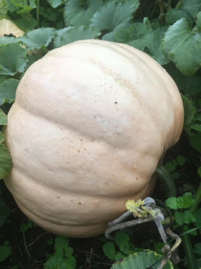 Ovabuku1 Large pale Ovabuku Round winter squash among green leaves