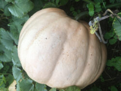 Winter Squash Seeds, Ovabükü Round