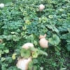 Ovabuku2 Winter Squash Seeds, Ovabükü Round