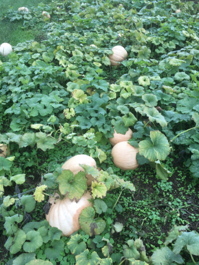 Ovabuku2 Winter Squash Seeds, Ovabükü Round