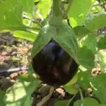 Topan eggplant photographed on the plant