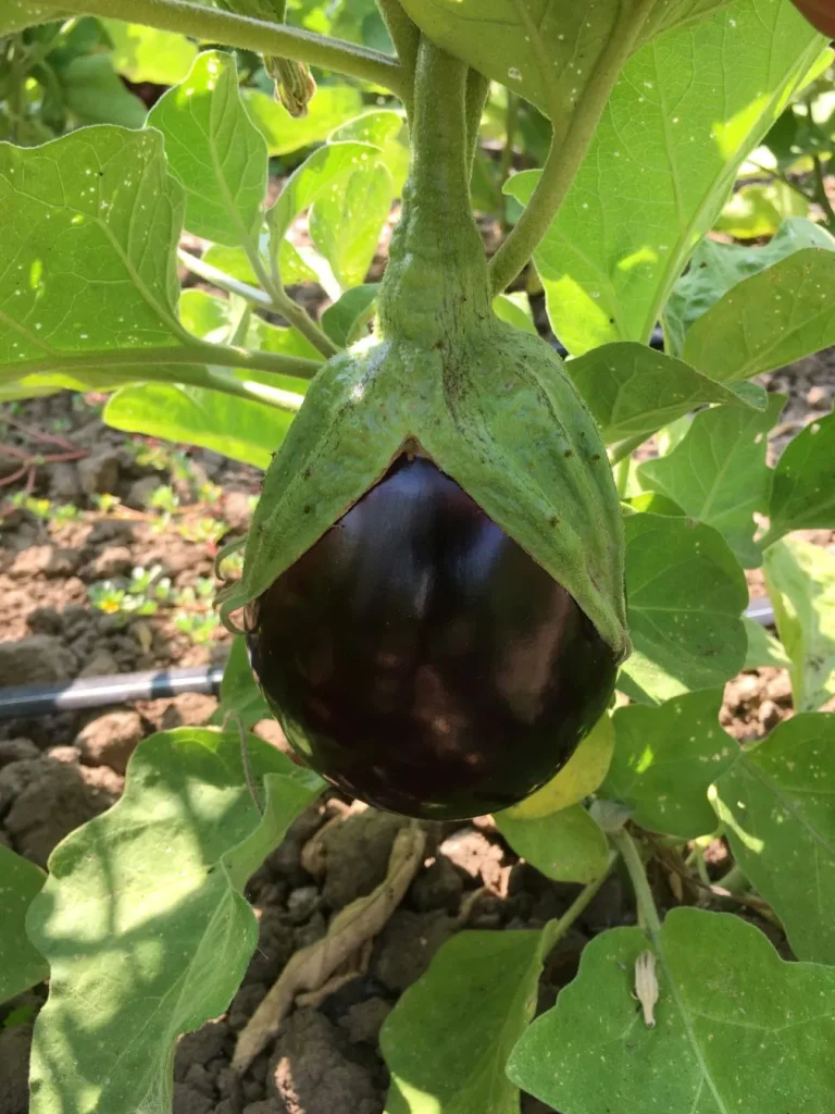 Eggplant Seeds, Topan 374 Fresh Topan eggplant growing on plant