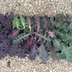Colorful leaves of Dazzling Texture kale are photographed on background with small rocks.