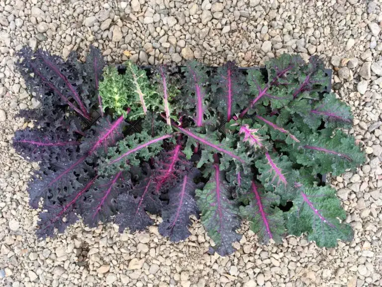 Kale Seeds, Dazzling Texture Colorful leaves of Dazzling Texture kale are photographed on background with small rocks.