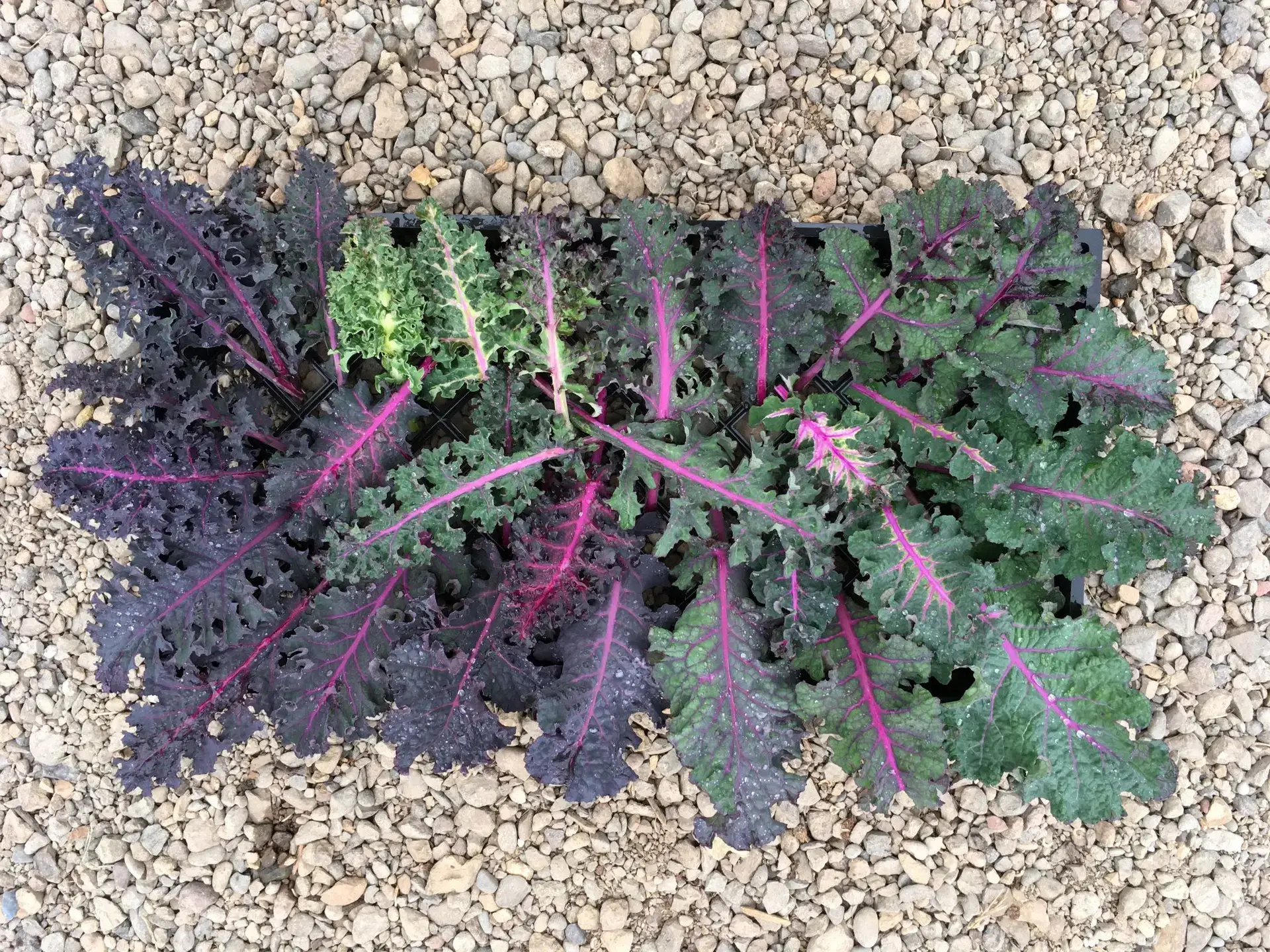 Colorful leaves of Dazzling Texture kale are photographed on background with small rocks.
