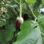 Antep Dolmalik eggplant fruit photographed on the plant