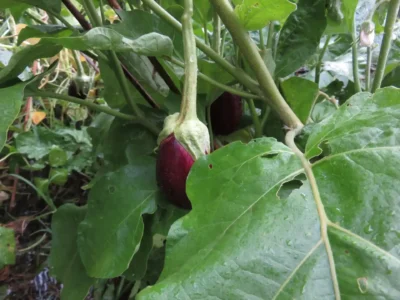 Antep Dolmalik Eggplant1 Antep Dolmalik eggplant fruit photographed on the plant