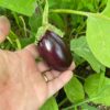 Antep Dolmalik Eggplant2 Antep Dolmalik eggplant fruit in farmer's hand