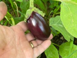Antep Dolmalik eggplant fruit in farmer's hand