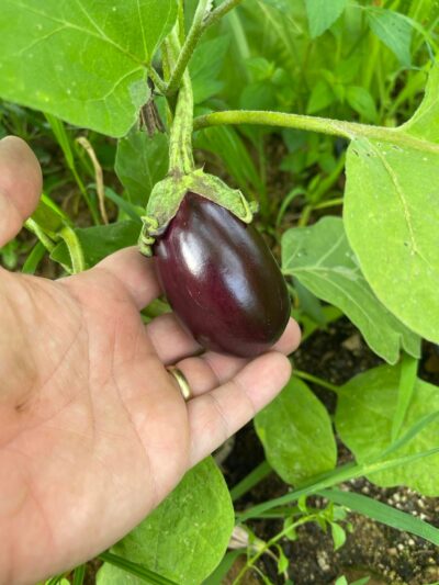Antep Dolmalik Eggplant2 Antep Dolmalik eggplant fruit in farmer's hand