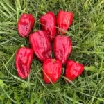 Eight Antep Uzun Dolmalik hot pepper fruits are photographed on grass.