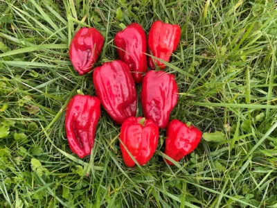 Antep Uzun Dolmalik Eight Antep Uzun Dolmalik hot pepper fruits are photographed on grass.