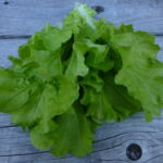 Tokyo Bekana leaves photographed on wooden background