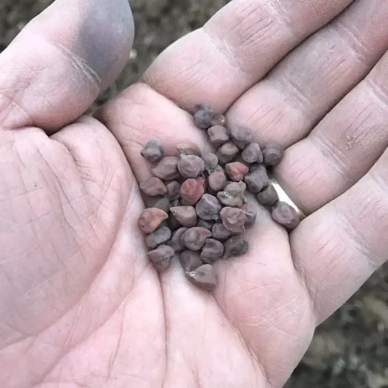 Hand holding Malatya Brown chickpea seeds