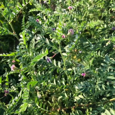Malatya Brown2 Chickpea Seeds, Malatya Brown