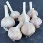 Garlic Bulbs, Russian Red Hardneck