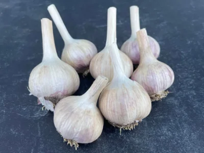 Russian Red Russian Red garlic bulbs photographed on backdrop
