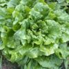 Turkish Large Curly looseleaf lettuce photographed in the field.