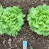 Two Turkish Large Curly lettuce plants photographed in the field.