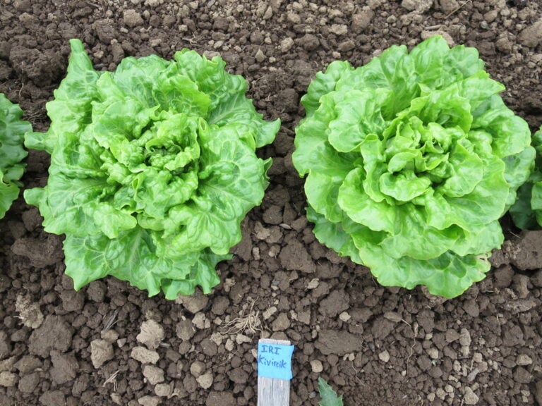 Two Turkish Large Curly lettuce plants photographed in the field.