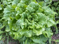 Turkish Large Curly looseleaf lettuce photographed in the field.