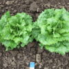 Turkish Summer 10 lettuce plants photographed in the field in Corvallis, OR.