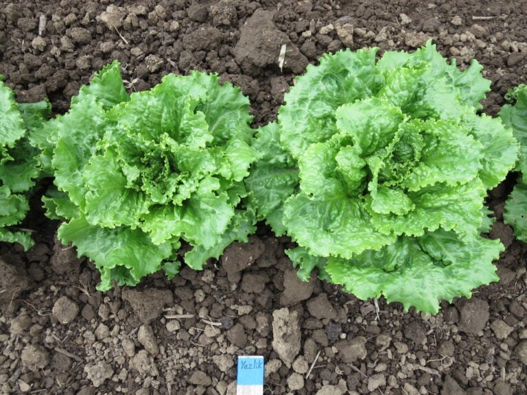 Turkish Summer 10 lettuce plants photographed in the field in Corvallis, OR.