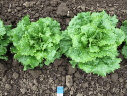 Yazlik 10 Turkish Summer 10 lettuce plants photographed in the field in Corvallis, OR.