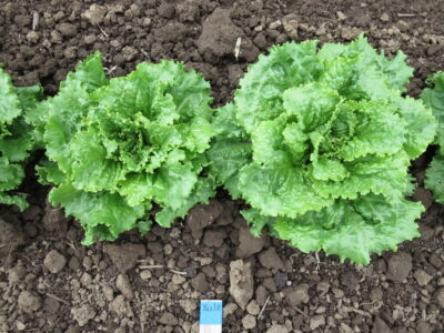 Yazlik 10 Turkish Summer 10 lettuce plants photographed in the field in Corvallis, OR.