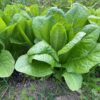 Yedikule 5701-1 Yedikule romaine lettuce photographed in a greenhouse in Reedsville, WV.