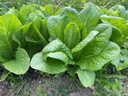 Yedikule romaine lettuce photographed in a greenhouse in Reedsville, WV.