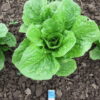 Yedikule 5701 lettuce photographed in the field.
