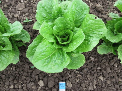 Yedikule 5701-4 Yedikule 5701 lettuce photographed in the field.