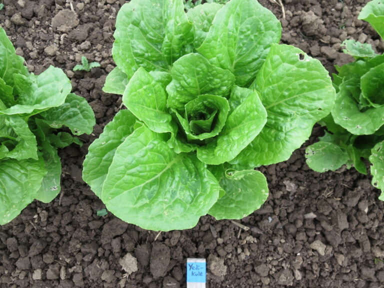 Yedikule 5701 lettuce photographed in the field.