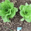 Two Large Yedikule lettuce plants photographed in the field.