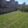 Yedikule gardens Istanbul's ancient Yedikule gardens where the Yedikule romaine lettuce is still grown today.