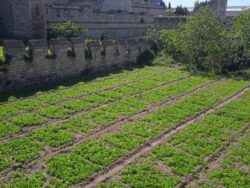 Istanbul's ancient Yedikule gardens where the Yedikule romaine lettuce is still grown today.