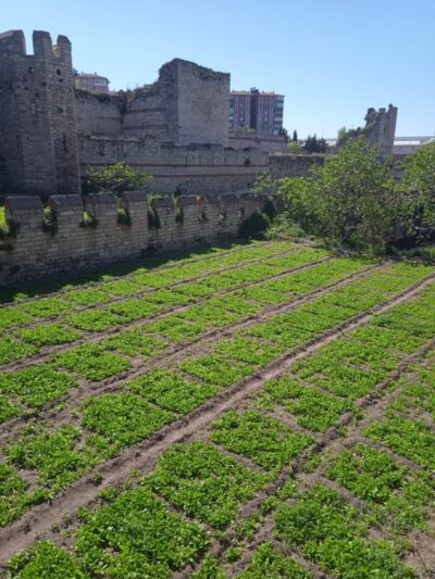Yedikule gardens Istanbul's ancient Yedikule gardens where the Yedikule romaine lettuce is still grown today.