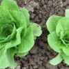 Two Large Yedikule lettuce plants photographed in the field.