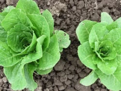 Two Large Yedikule lettuce plants photographed in the field.