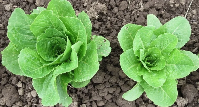 Two Large Yedikule lettuce plants photographed in the field.