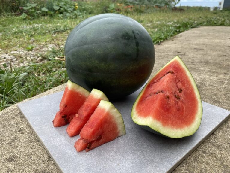 One cut and one whole Adana Black Turkish watermelons on concrete slab.